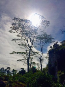 The trek was exhausting, but the view was great! Nature at its best, we don't see these in the city