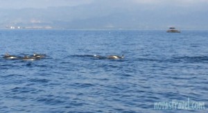 A pod of dolphins swimming away from the motorized boat chasing them.