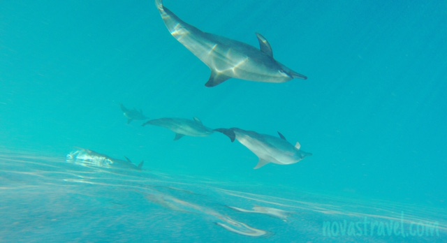 Dolphin Watching & Manjuyod Sandbar Travel Guide &&nbsp;Tips