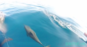 Clear blue water - image of the dolphins as they swim playfully underwater just 2 ft away from our boat